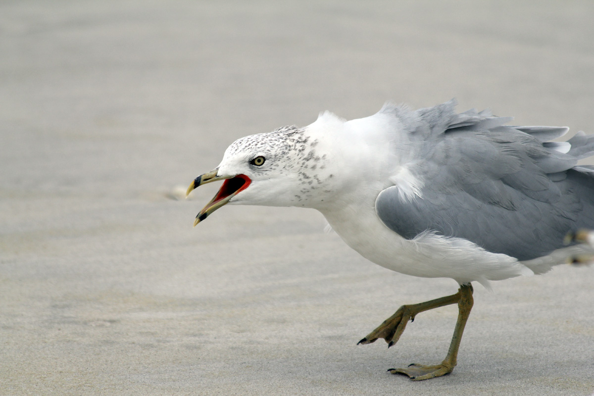 Beach Chicken avatar