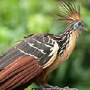 hoatzin avatar